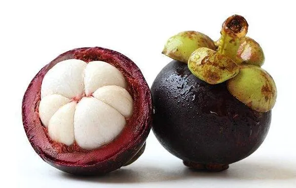 Mangosteen_Fruit_Plant