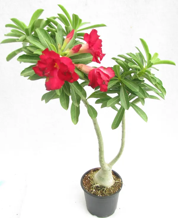 Adenium_Hybrid_Red_Flower_Plant
