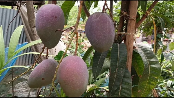 King_Of_Chakapat_Mango_Plant