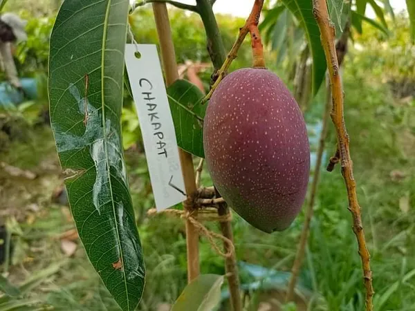 King_Of_Chakapat_Mango_Plant