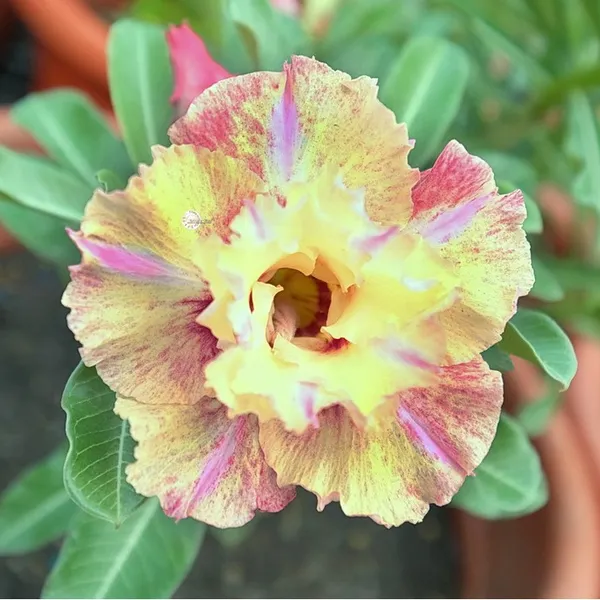 Rosey_Verity_Grafted_denium_Plant