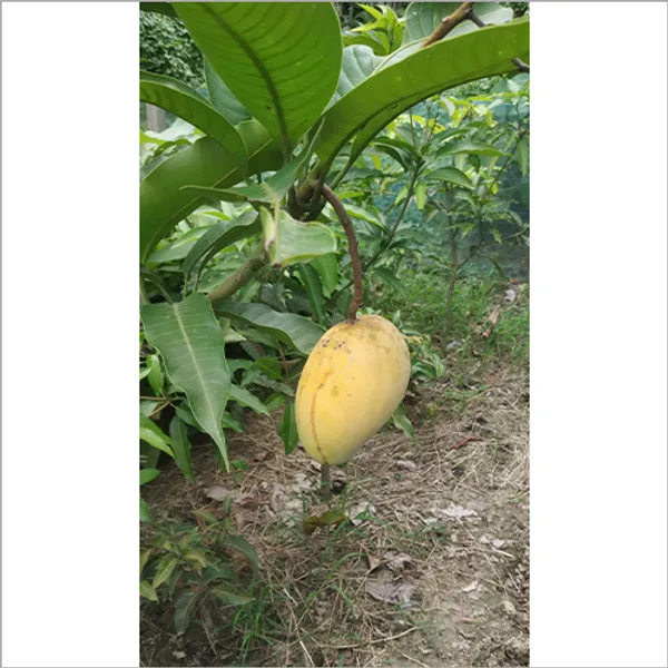 Original_Thai_Catimon_Katimon_Mango_Plant_All_Time_Sweet_Mango_Grafted_Fruit_Plants_&_Tree__All_Time_Mango|Baromasi_Mango_Fruit_Plant