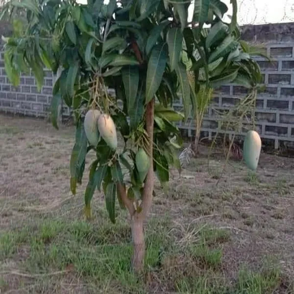 Original_Thai_Catimon_Katimon_Mango_Plant_All_Time_Sweet_Mango_Grafted_Fruit_Plants_&_Tree__All_Time_Mango|Baromasi_Mango_Fruit_Plant