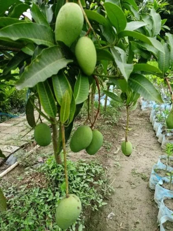 Original_Thai_Catimon_Katimon_Mango_Plant_All_Time_Sweet_Mango_Grafted_Fruit_Plants_&_Tree__All_Time_Mango|Baromasi_Mango_Fruit_Plant
