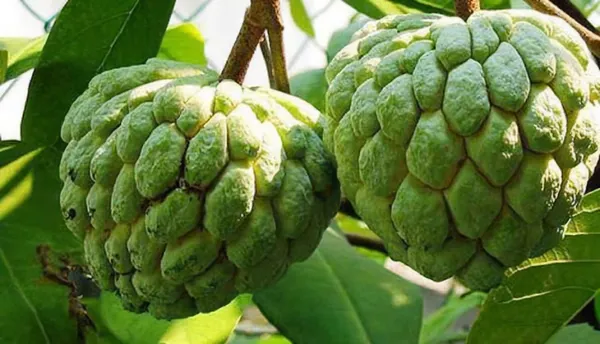 Custard_Apple_Fruit_Plant