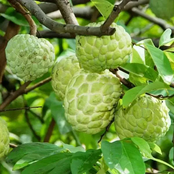 Custard_Apple_Fruit_Plant
