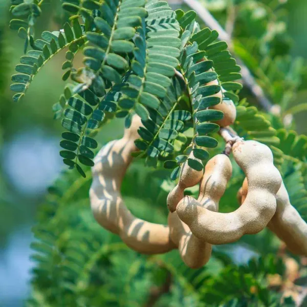 Thai_Hybrid_Sweet_Tamarind_Grafted_uit_Plant