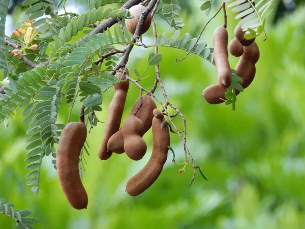 Thai_Hybrid_Sweet_Tamarind_Grafted_uit_Plant