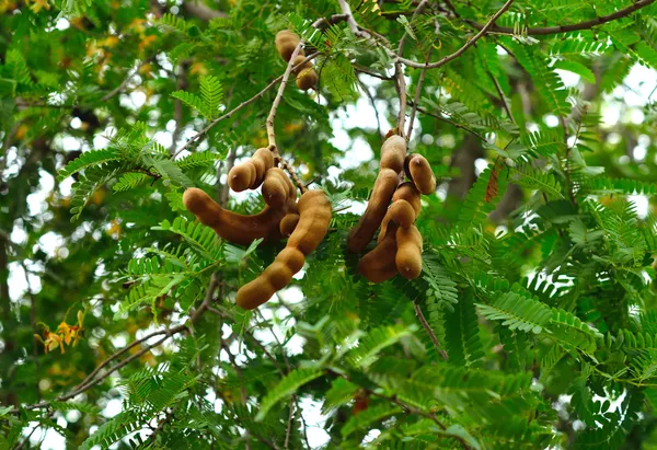 Thai_Hybrid_Sweet_Tamarind_Grafted_uit_Plant