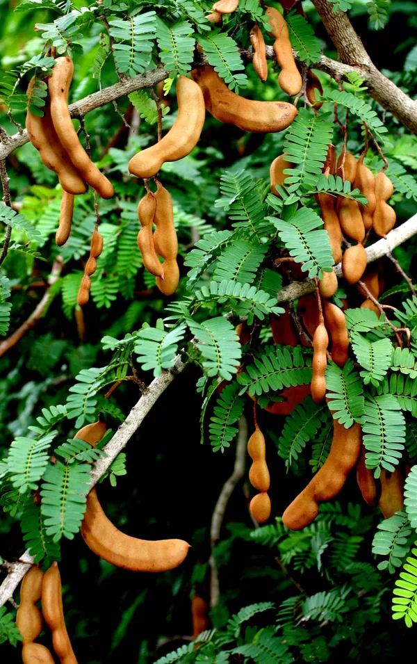 Thai_Hybrid_Sweet_Tamarind_Grafted_uit_Plant