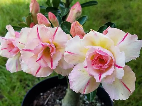 Rosey_Verity_Grafted_denium_Plant