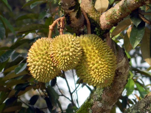 Durian_|_Duriyan_Grafted_.5-3.5_Ft_Hybrid_Fruit_Plant