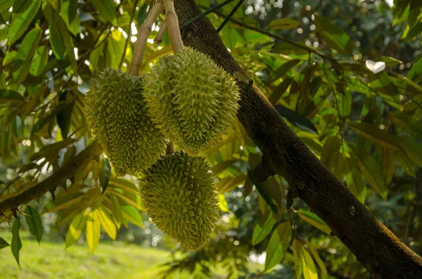 Durian_|_Duriyan_Grafted_.5-3.5_Ft_Hybrid_Fruit_Plant