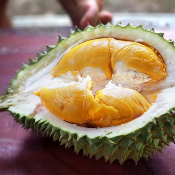 Durian_|_Duriyan_Grafted_.5-3.5_Ft_Hybrid_Fruit_Plant