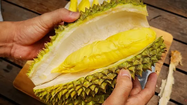 Durian_|_Duriyan_Grafted_.5-3.5_Ft_Hybrid_Fruit_Plant