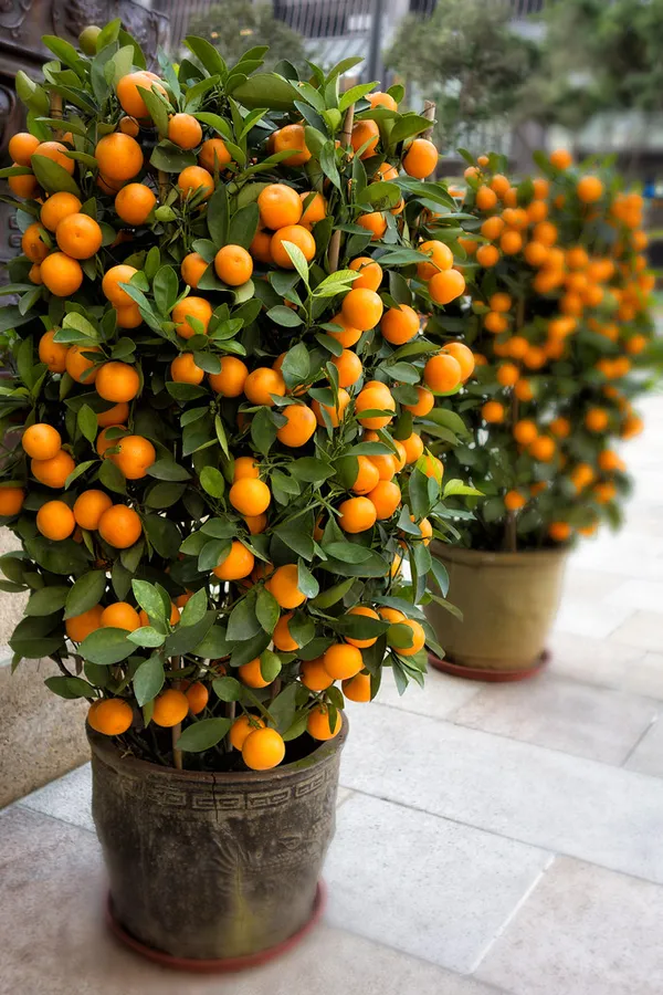 Chinese_Grafted_weet_Orange_Fruit_Plant_1.5-3.5_Ft