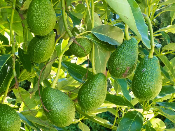 Avocado_Seedling_Fruit_Plant