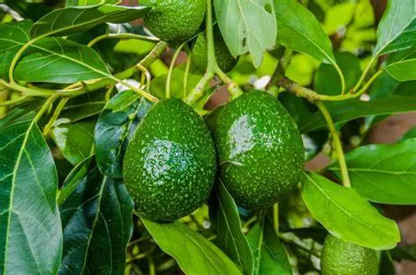 Avocado_Seedling_Fruit_Plant
