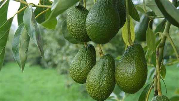 Avocado_Seedling_Fruit_Plant