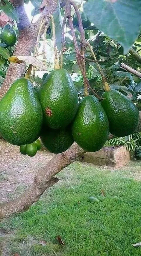Avocado_Seedling_Fruit_Plant