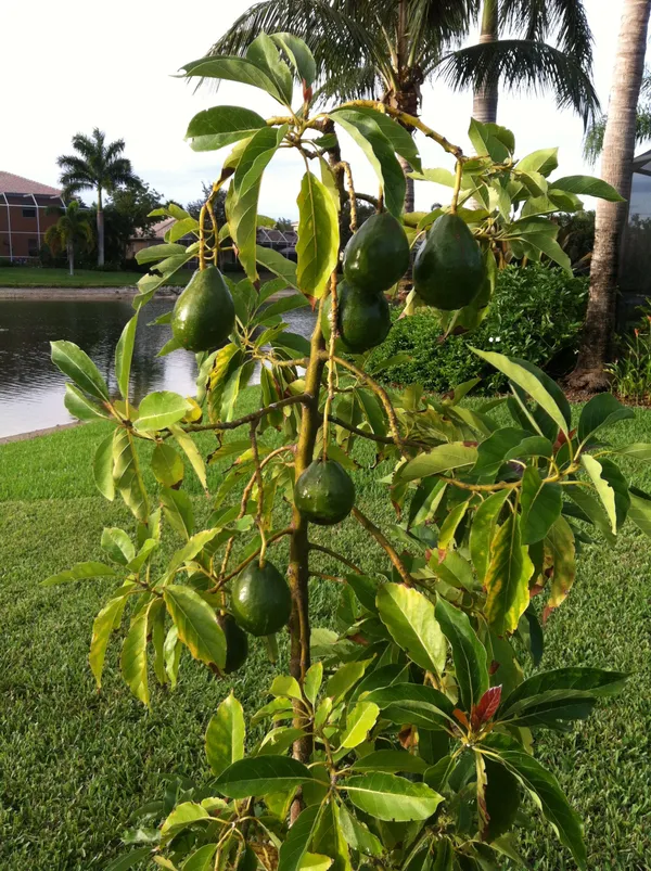 Avocado_Seedling_Fruit_Plant