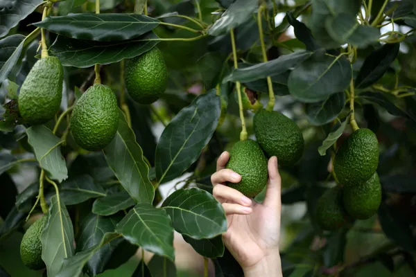 Avocado_Seedling_Fruit_Plant