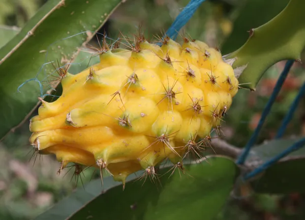 Thai_Yellow_Hybrid_Dragon_Fruit_Plant