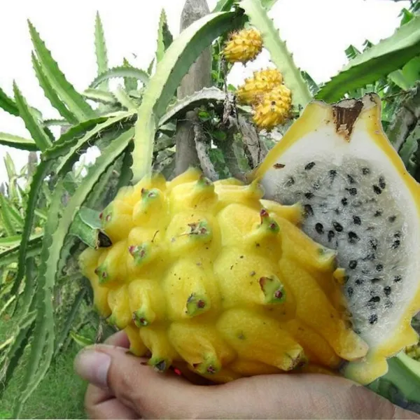 Thai_Yellow_Hybrid_Dragon_Fruit_Plant
