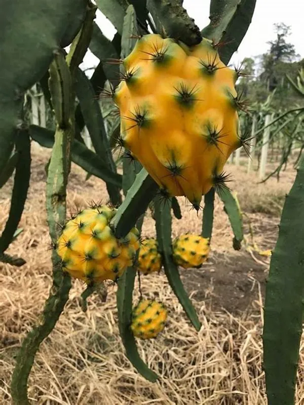 Thai_Yellow_Hybrid_Dragon_Fruit_Plant