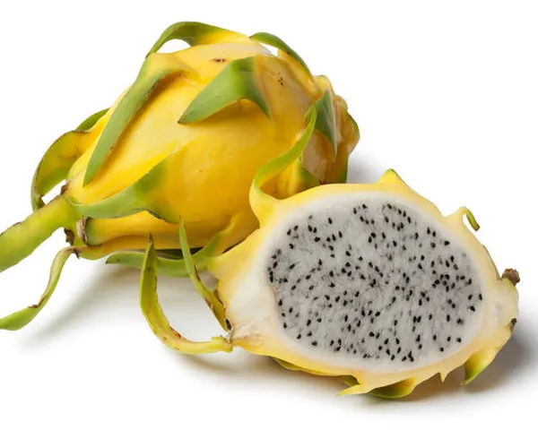 Thai_Yellow_Hybrid_Dragon_Fruit_Plant