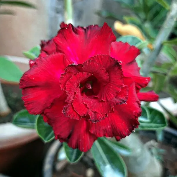 Adenium_Desert_Rose_Plant_Grafted