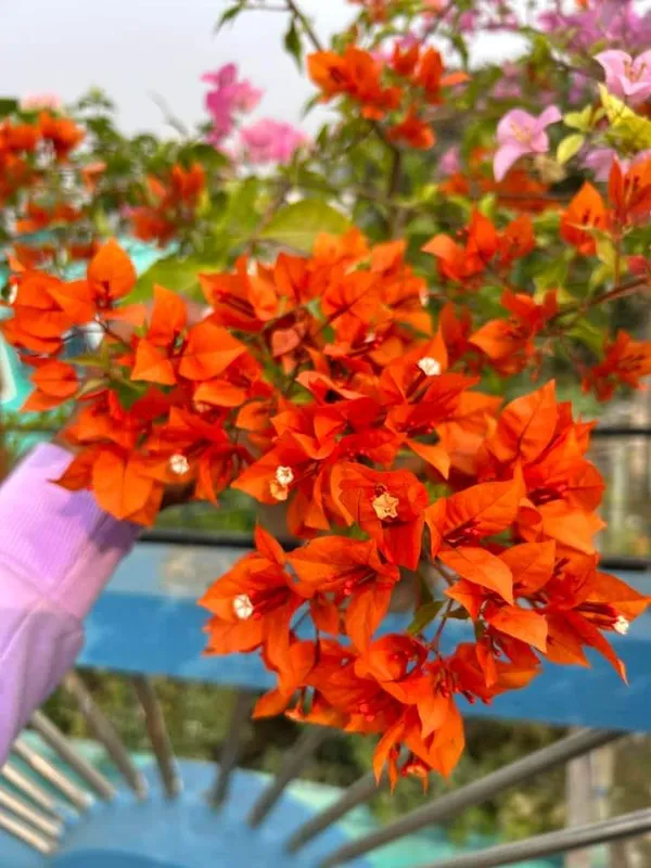 Bougainvillea_Orange_Flower_Plant