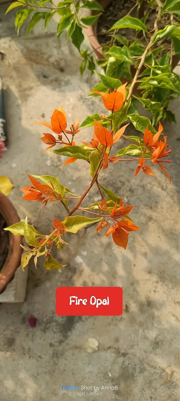 Bougainvillea_Orange_Flower_Plant