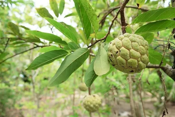 Thai_Golden|Yellow_Sugar_Apple_Sitafal_Fruit_Plant_&_Tree_-_Rare_Red_Custard_Apple_Grafted_ive_Plants_&_Tree1-1.5_Ft_Size_Hybrid_Healthy_Plant_And_Tree