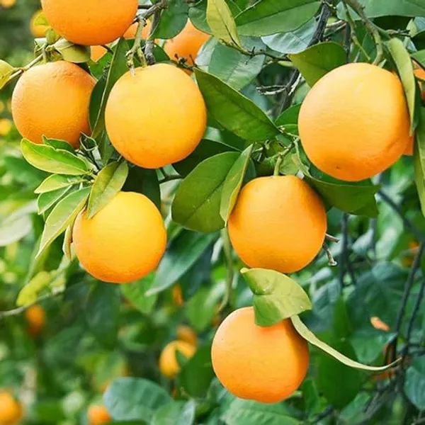 Bhutani_Chataki_Orange_Variety_Grafted_Santra_All_Time_Variety_Grafted_Fruit_Plants_&_Tree_Healthy_Plant_In_Nursery_Grow_Bag