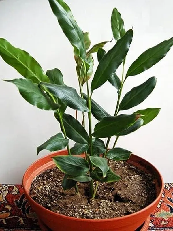 Kerala_Green_Cardamom_Choti_Elaichi_Spice_Plants_For_Home_Garden