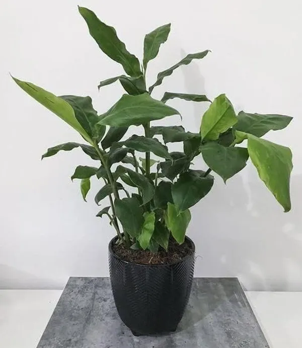 Kerala_Green_Cardamom_Choti_Elaichi_Spice_Plants_For_Home_Garden