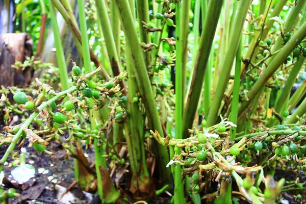 Kerala_Green_Cardamom_Choti_Elaichi_Spice_Plants_For_Home_Garden
