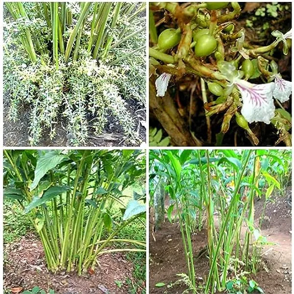 Kerala_Green_Cardamom_Choti_Elaichi_Spice_Plants_For_Home_Garden