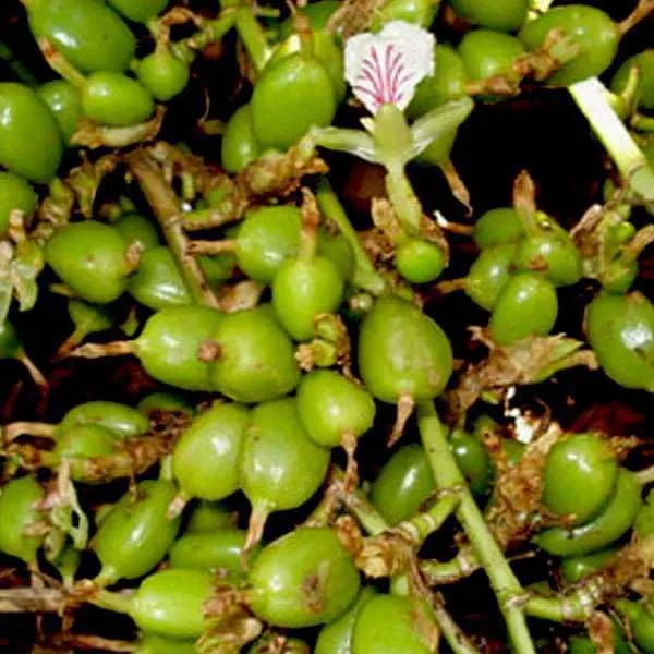 Kerala_Green_Cardamom_Choti_Elaichi_Spice_Plants_For_Home_Garden