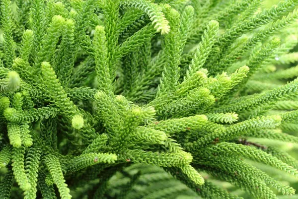 Orcriya_Cuki_|Araucaria_Cunninghamii_Plant