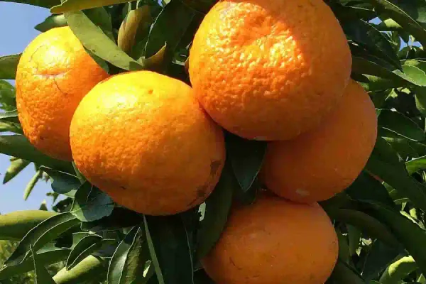 Sweet_Australian_Mandarin_Santra_|_Orange_Grafted_ive__Fruit_Plant