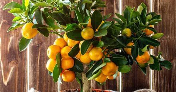 Sweet_Australian_Mandarin_Santra_|_Orange_Grafted_ive__Fruit_Plant