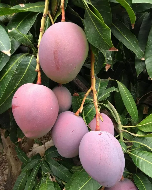 Australian_R2E2_Hybrid_Mango_Fruit_Plant_&_Tree_For_Your_Home_Gardening_R2E2_Healthy_Mango_Fruit_Plant_(Grafted)