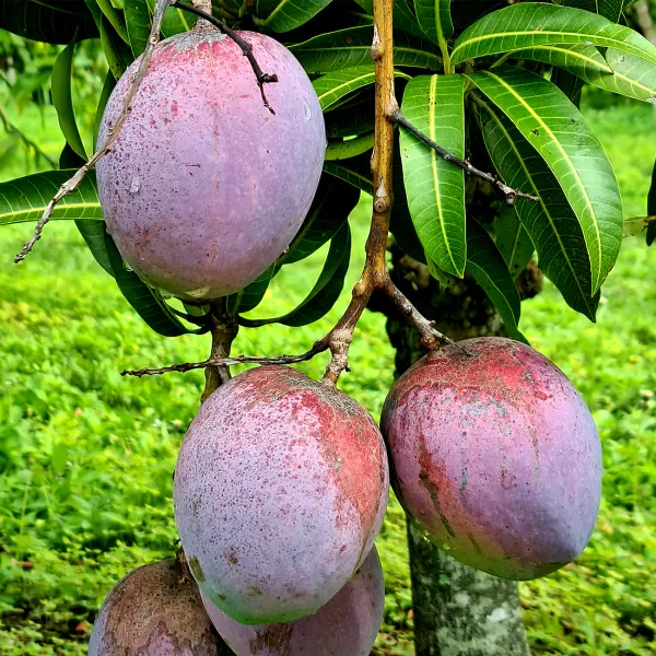 Australian_R2E2_Hybrid_Mango_Fruit_Plant_&_Tree_For_Your_Home_Gardening_R2E2_Healthy_Mango_Fruit_Plant_(Grafted)