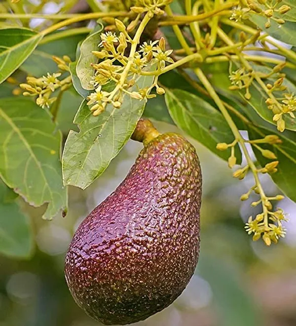 Avacado__Miami_Red_Variety_Butter_Fruit_Grafted_ive_Plants_&_Tree1-1.5_Ft_Size