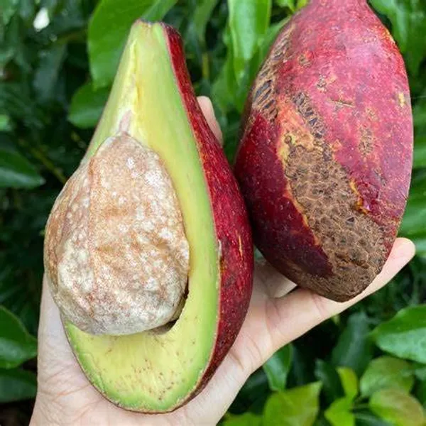 Avacado__Miami_Red_Variety_Butter_Fruit_Grafted_ive_Plants_&_Tree1-1.5_Ft_Size