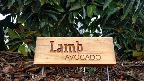 Avocado_Lamb_Hass_Variety_Self_Pollinating_Butter_Fruit_Grafted_ive_Plants_&_Tree_1.5-2_Ft_Size_Hybrid_Healthy_Plant_And_Tree