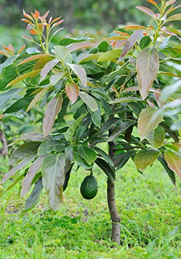 Avocado_Lamb_Hass_Variety_Self_Pollinating_Butter_Fruit_Grafted_ive_Plants_&_Tree_1.5-2_Ft_Size_Hybrid_Healthy_Plant_And_Tree
