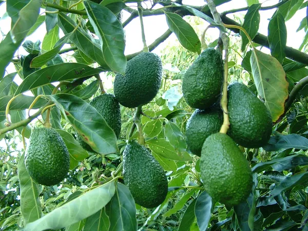 Avocado_Fruit_Plant_&_Tree_(1.5-3.5_Ft_Hight)_For_Home_Gardening_Avocado_Hybrid_Fruit_Plant